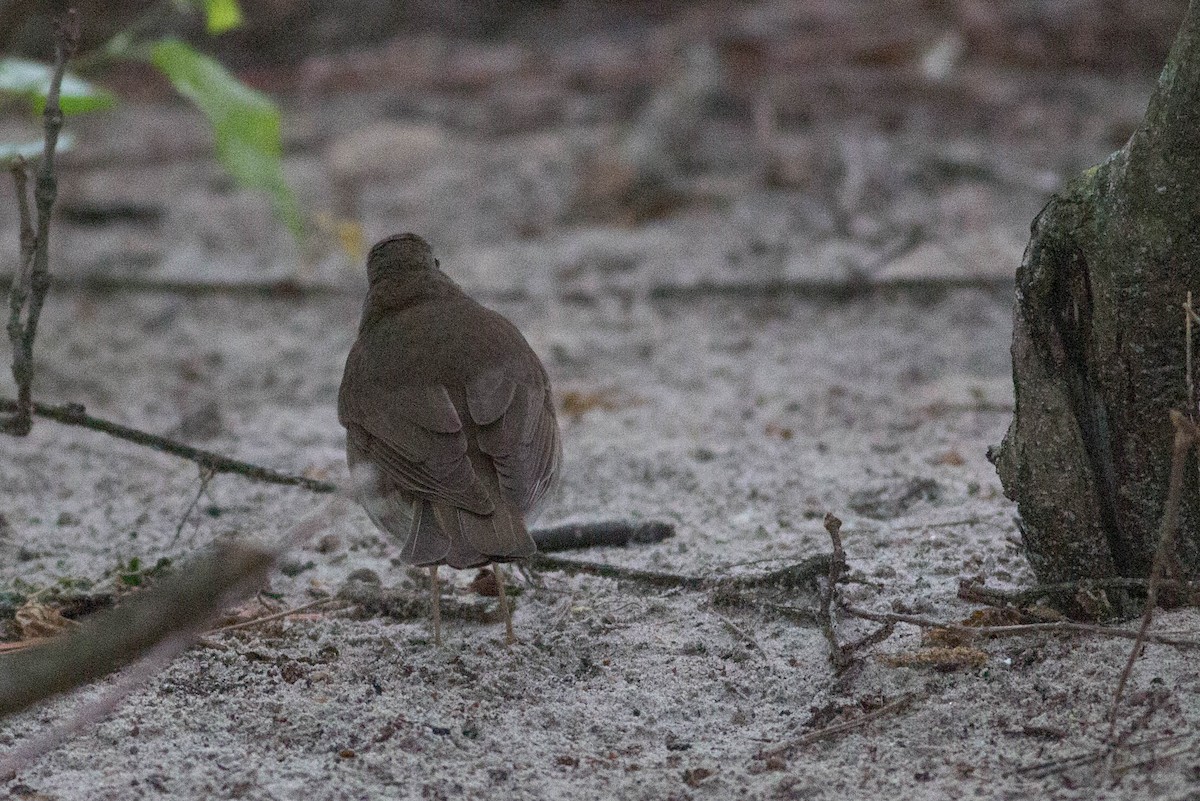 Gray-cheeked Thrush - ML356402421
