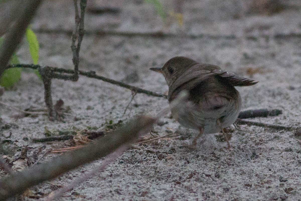 Gray-cheeked Thrush - ML356402431