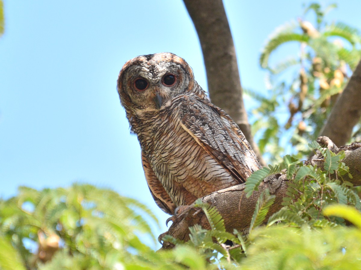 Mottled Wood-Owl - Renuka Vijayaraghavan