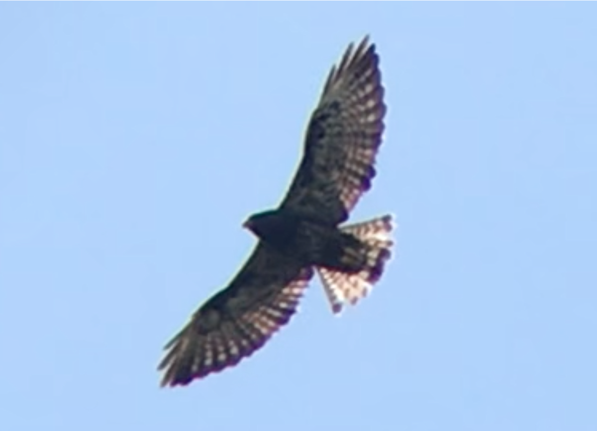 Short-tailed Hawk - ML356404991