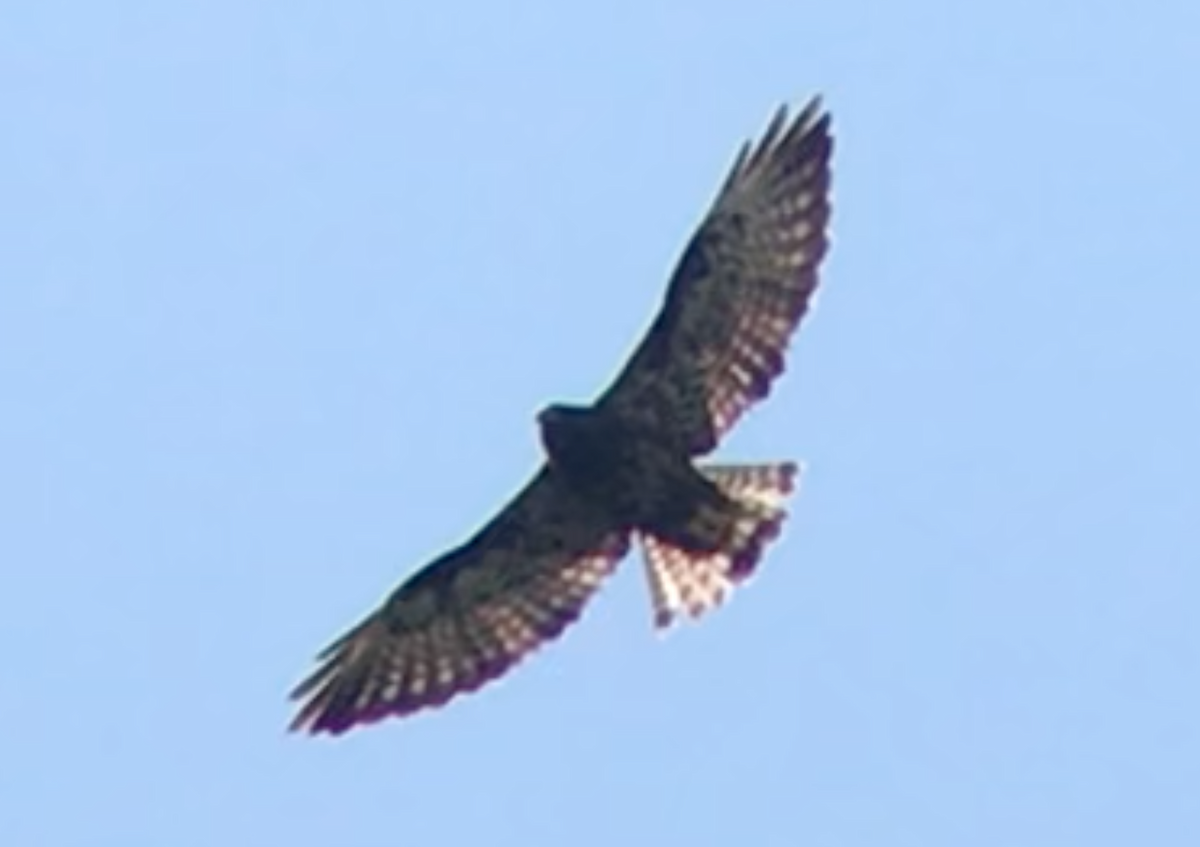 Short-tailed Hawk - ML356405001