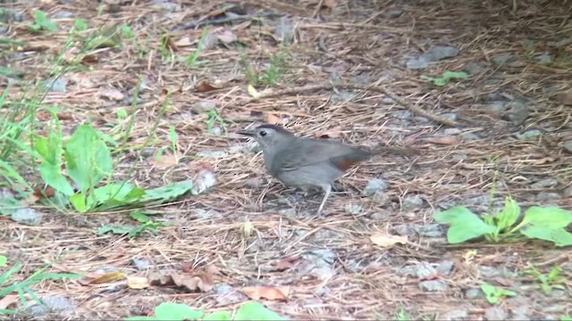 Gray Catbird - ML356405611