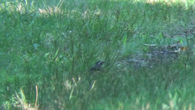 Louisiana Waterthrush - ML356406221