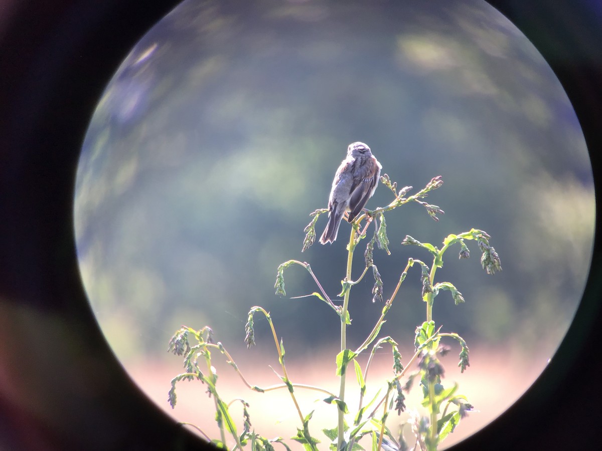 Dickcissel d'Amérique - ML356406251