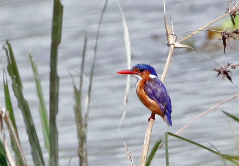 Malachite Kingfisher - ML356408401