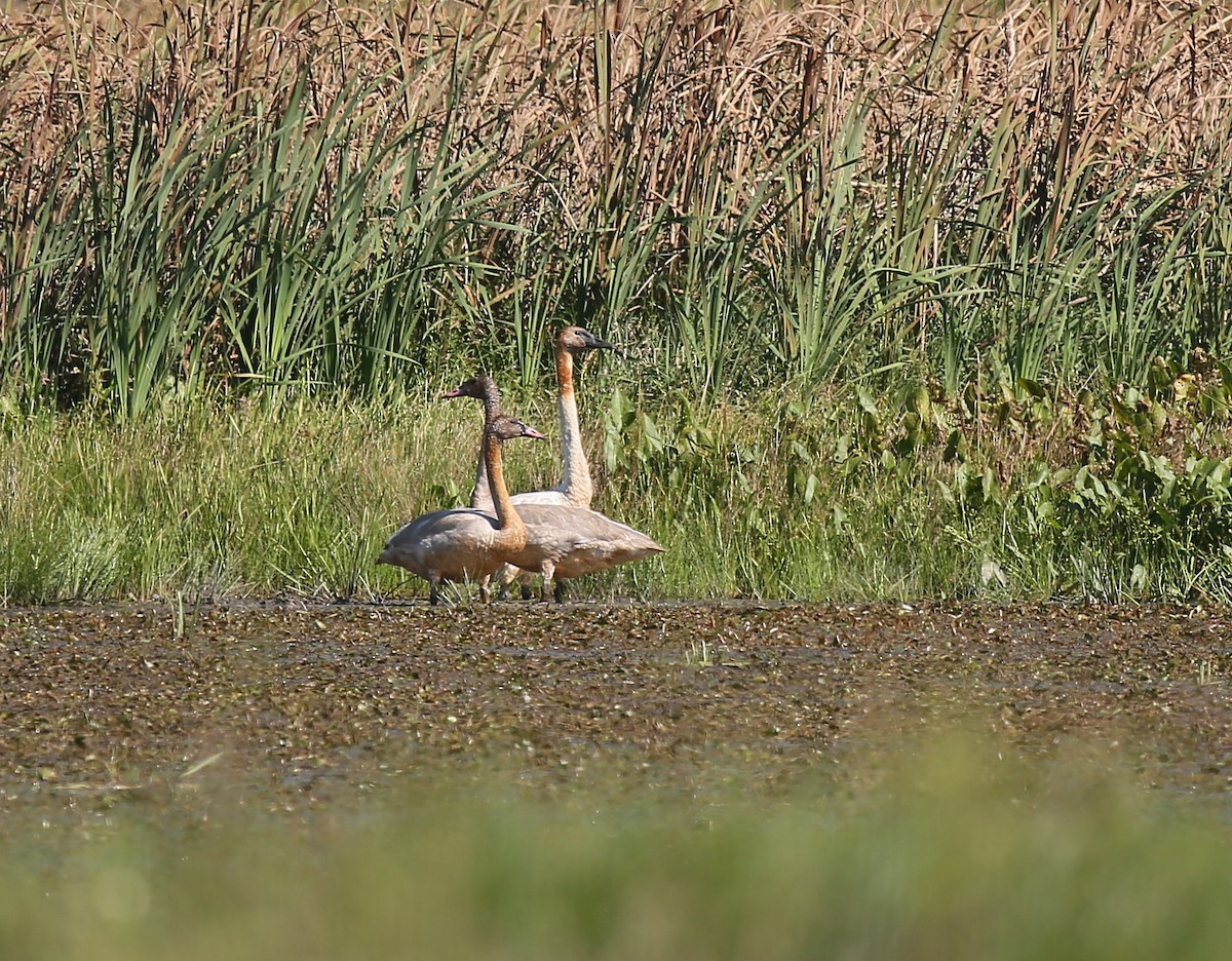 Trumpeter Swan - ML35640841