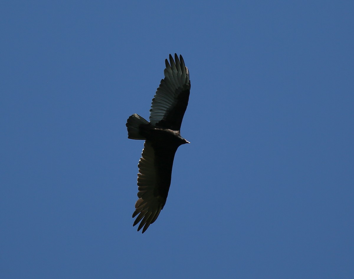 Turkey Vulture - Ron Sempier