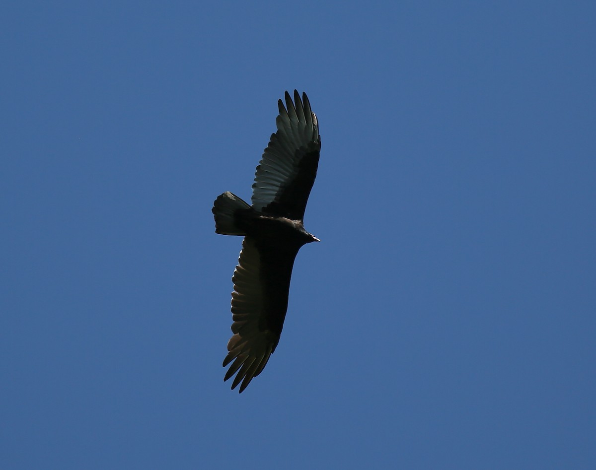 Turkey Vulture - ML35640861