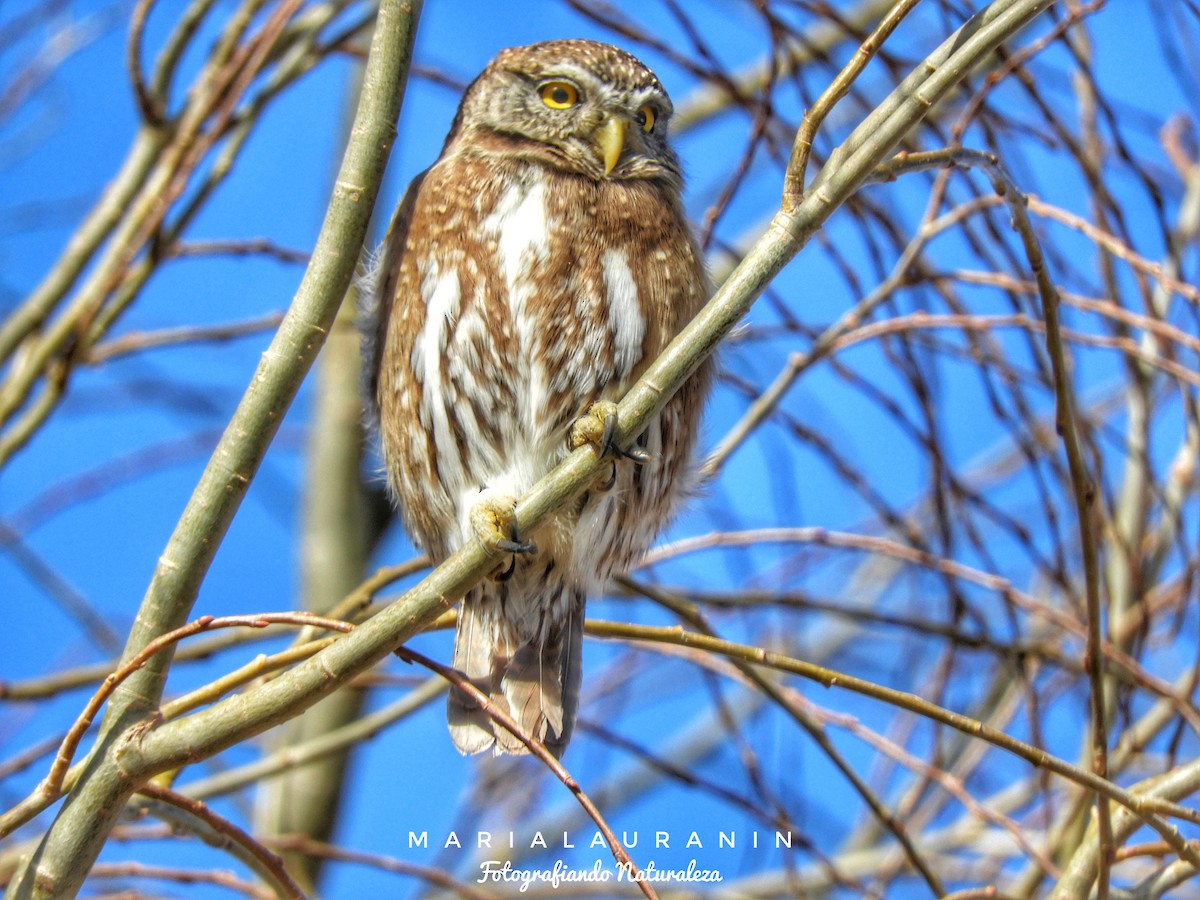 Austral Pygmy-Owl - Laura Nin