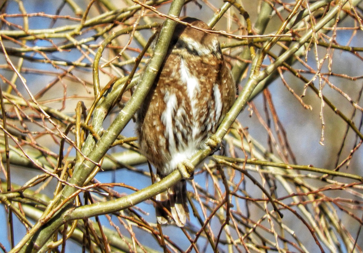 Austral Pygmy-Owl - Laura Nin