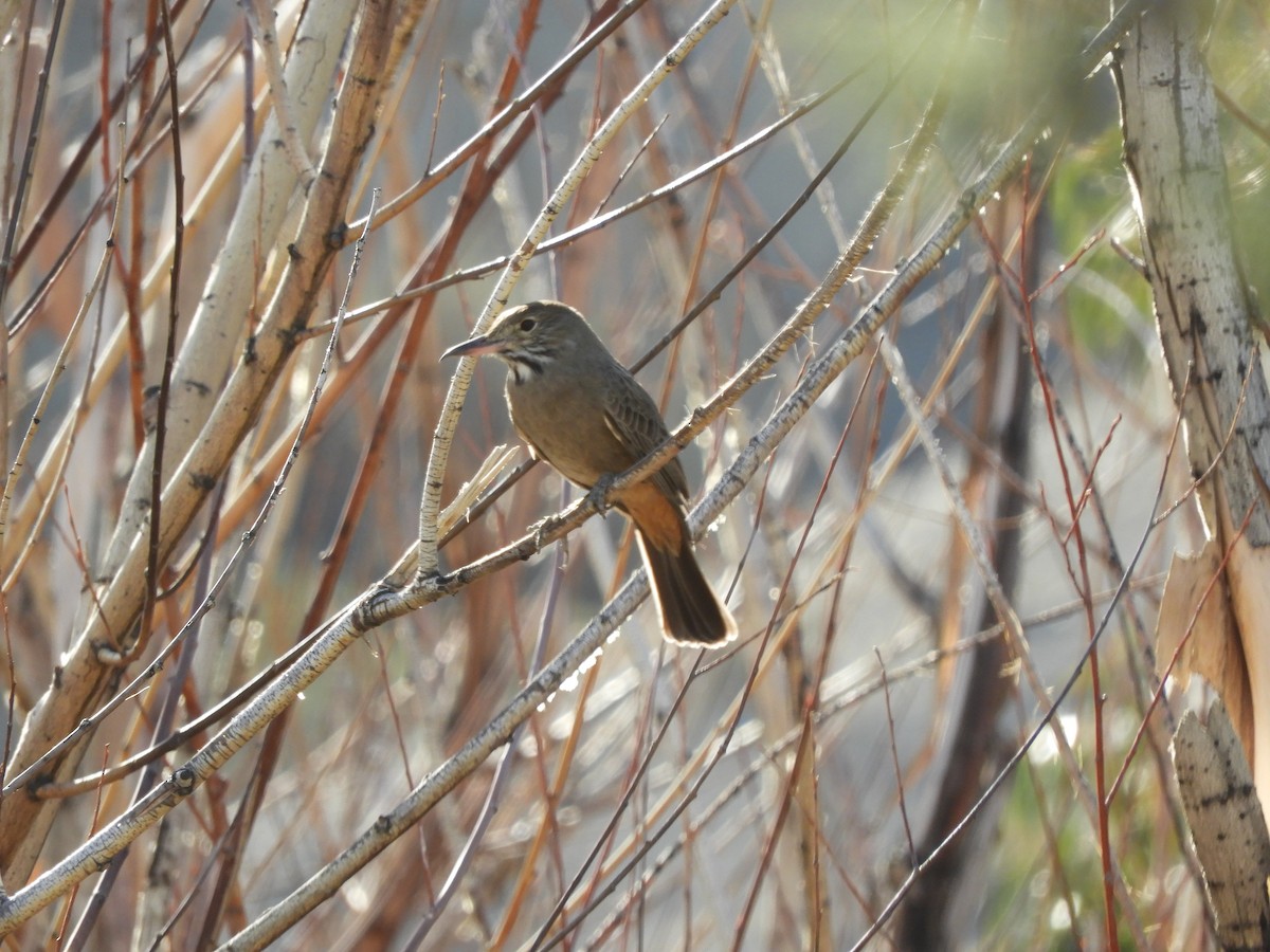 Great Shrike-Tyrant - Laura Nin