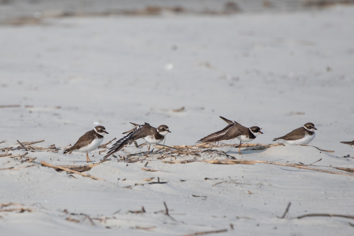 Semipalmated Plover - ML356412831