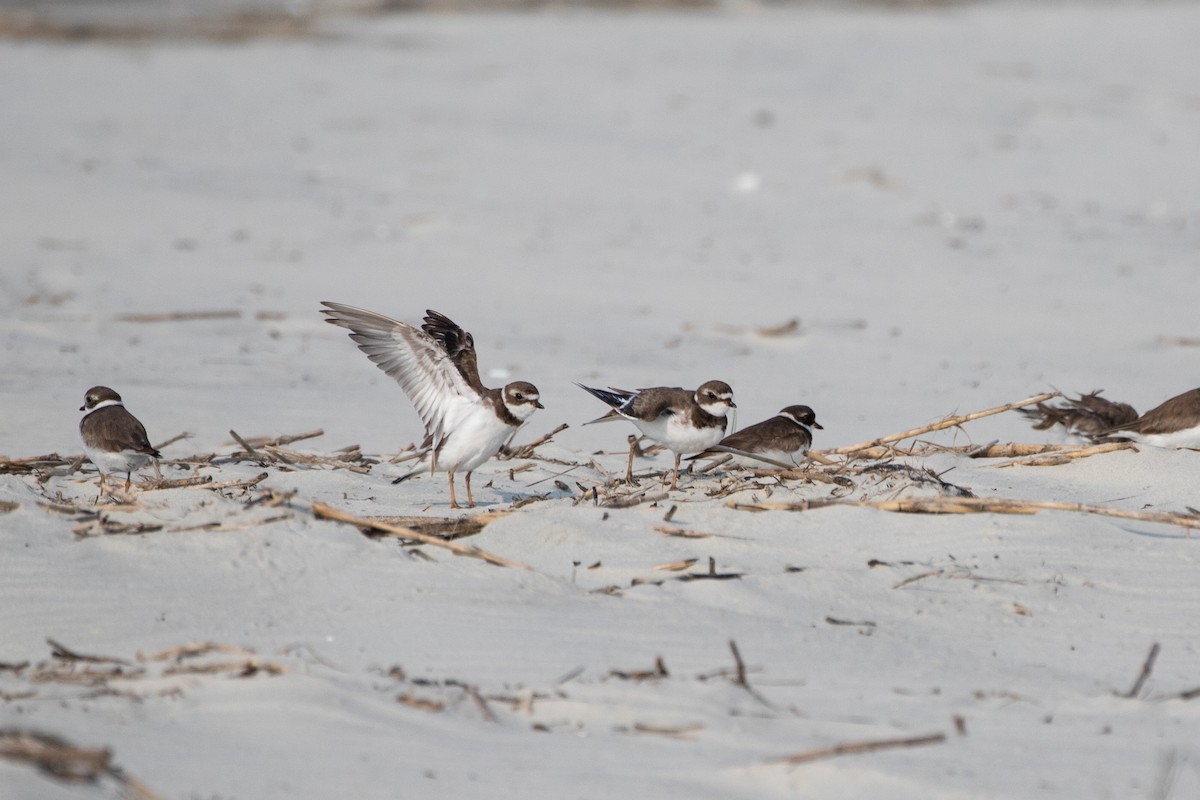 Semipalmated Plover - ML356412841