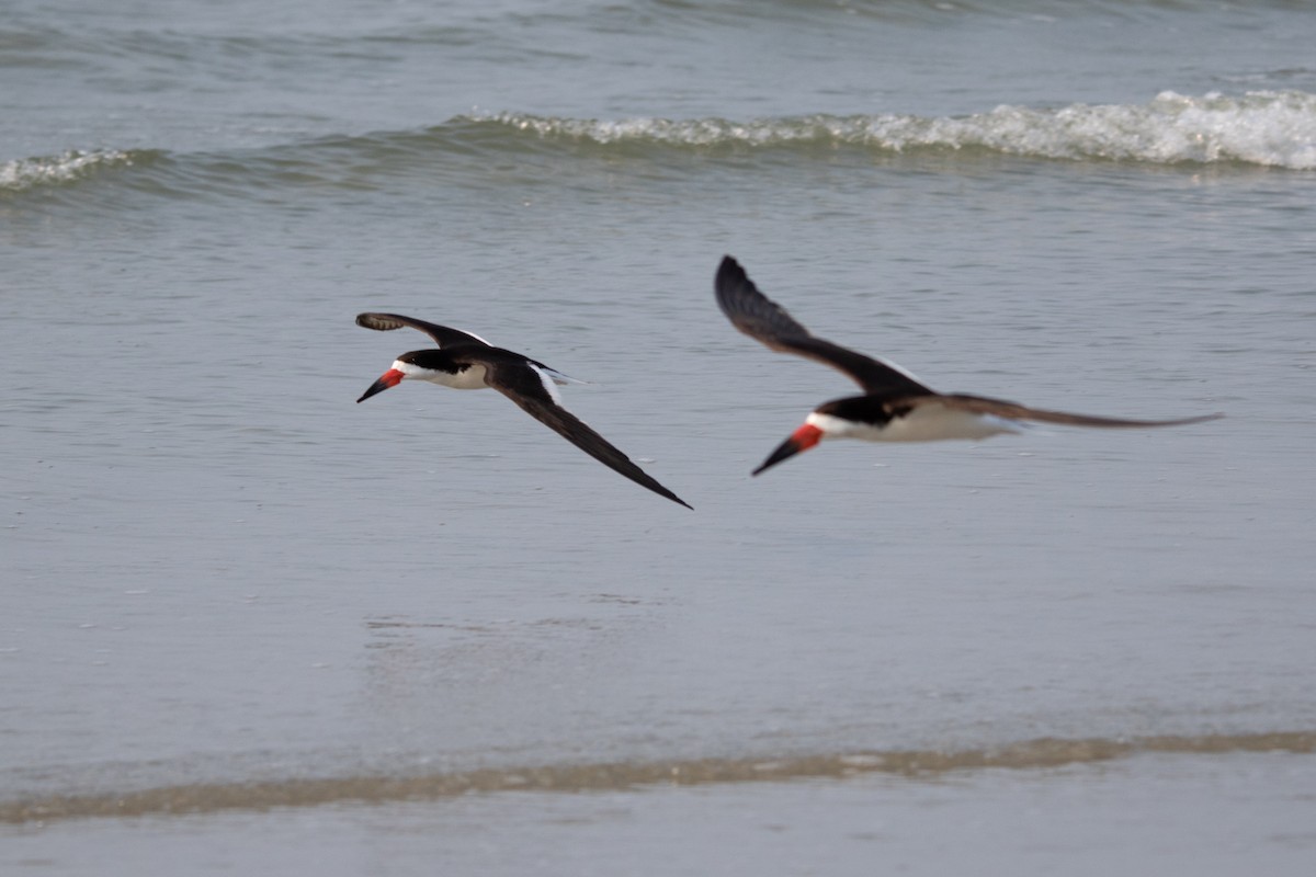 Black Skimmer - ML356413201