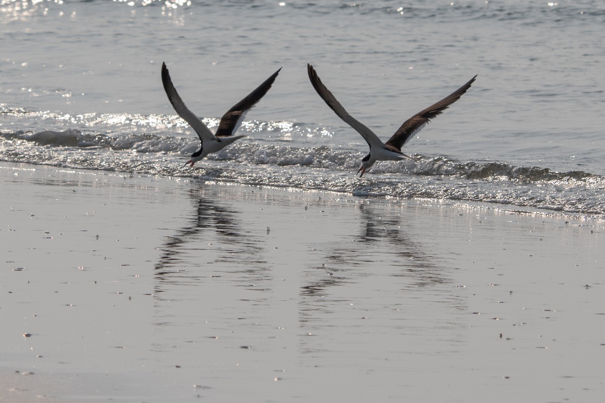 Black Skimmer - ML356413211