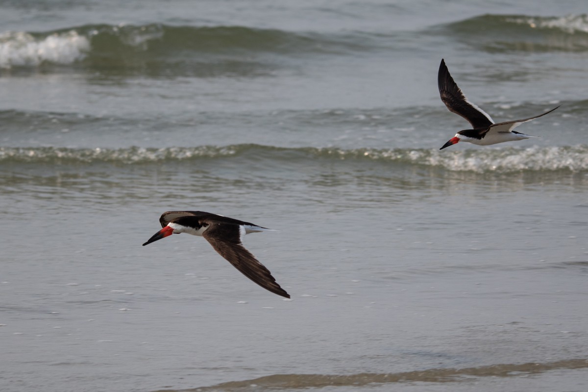 Black Skimmer - ML356413251