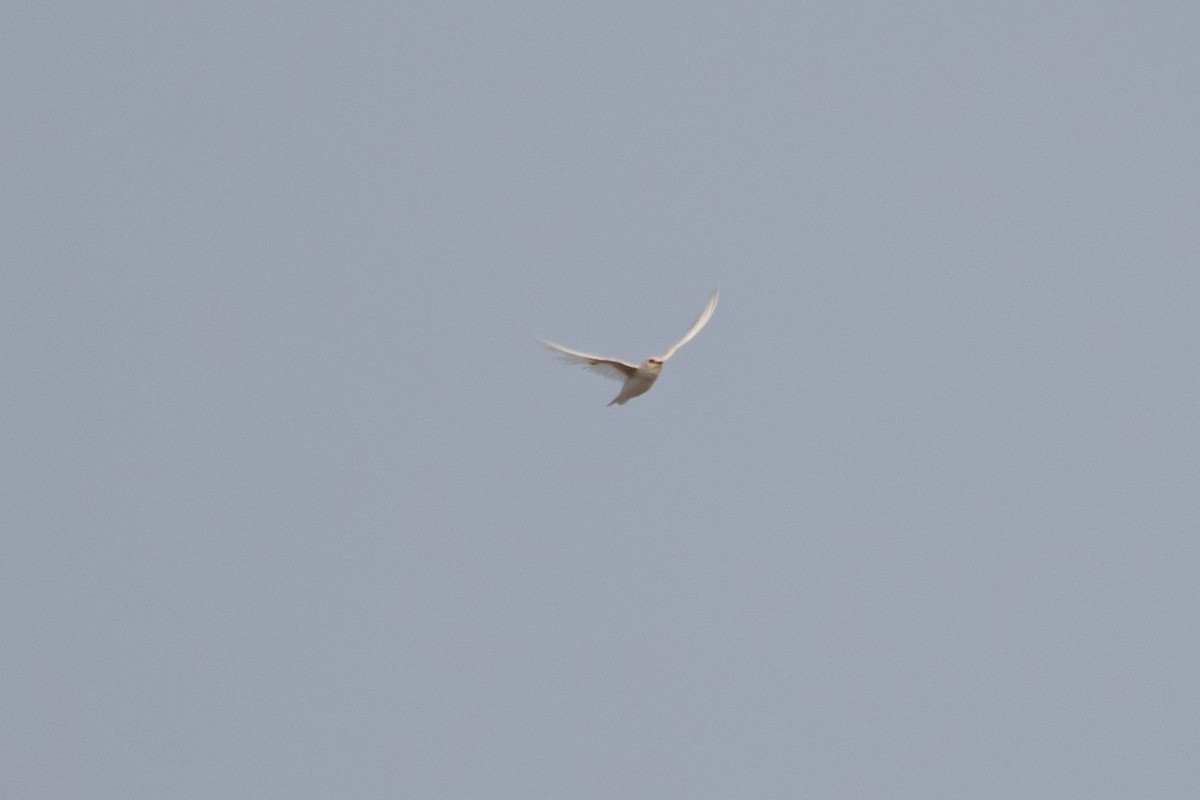 Hirondelle rustique - ML356413321