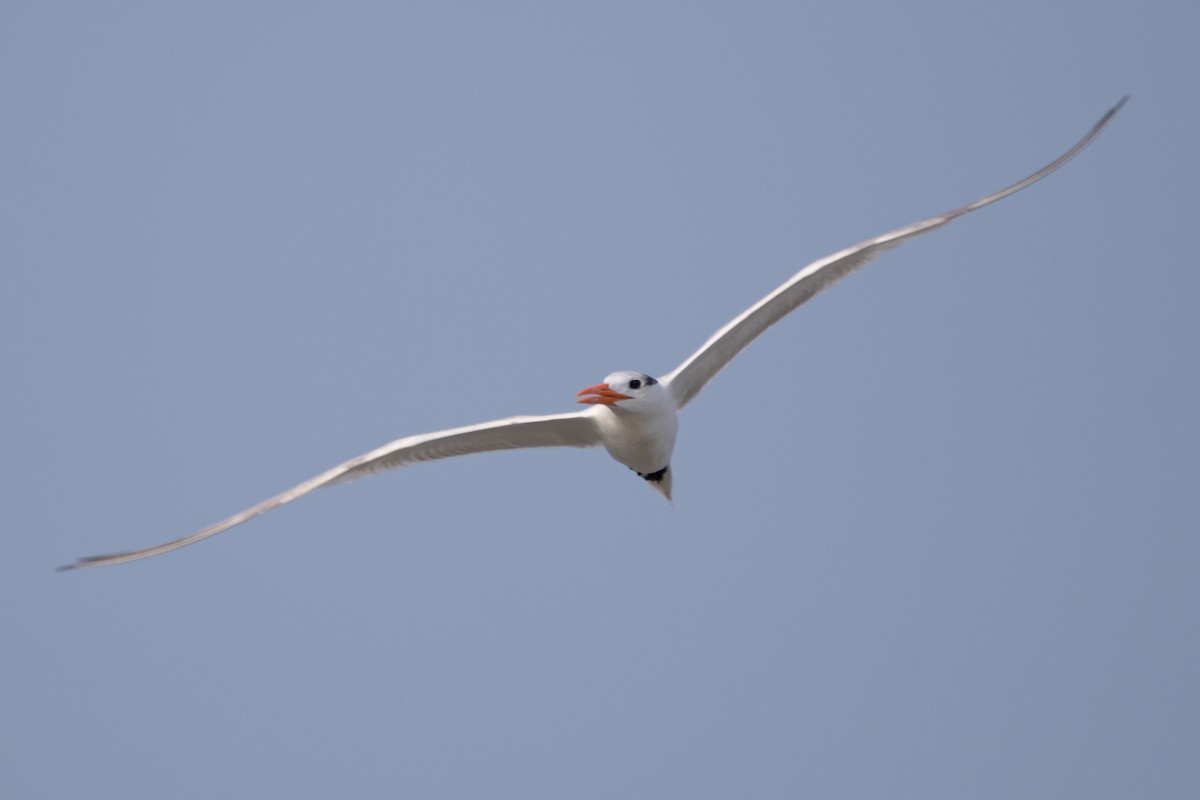 Royal Tern - ML356413411