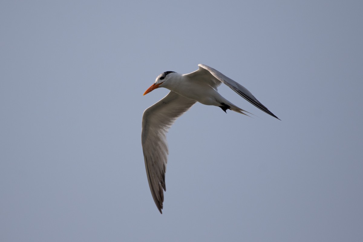 Royal Tern - ML356413441