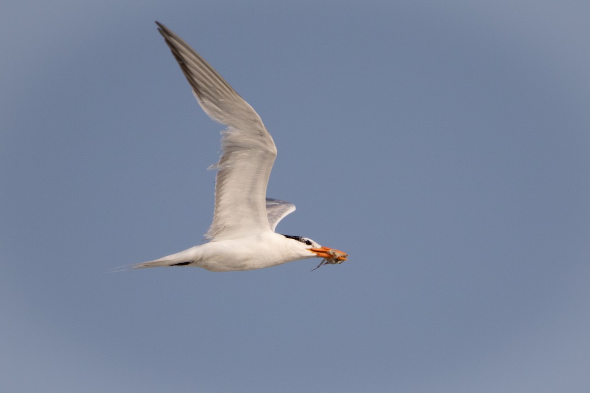Royal Tern - ML356413491