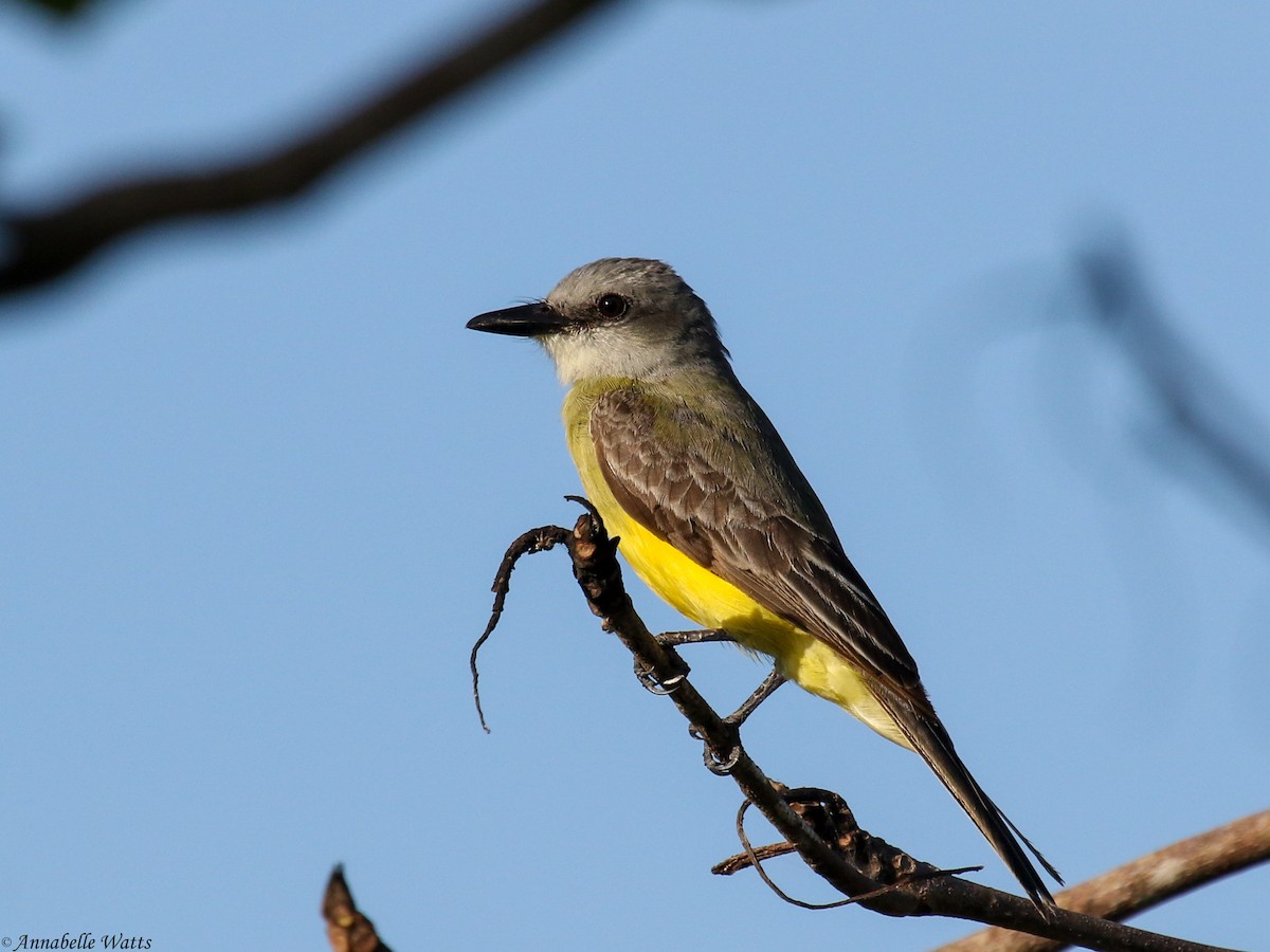 Tropical Kingbird - ML356414991