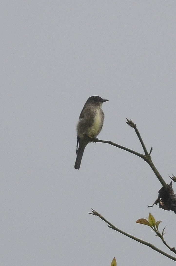 Olive-sided Flycatcher - ML35641501