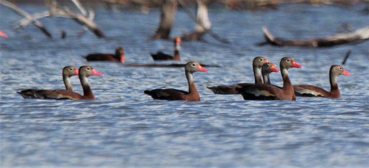 Black-bellied Whistling-Duck - ML356415311