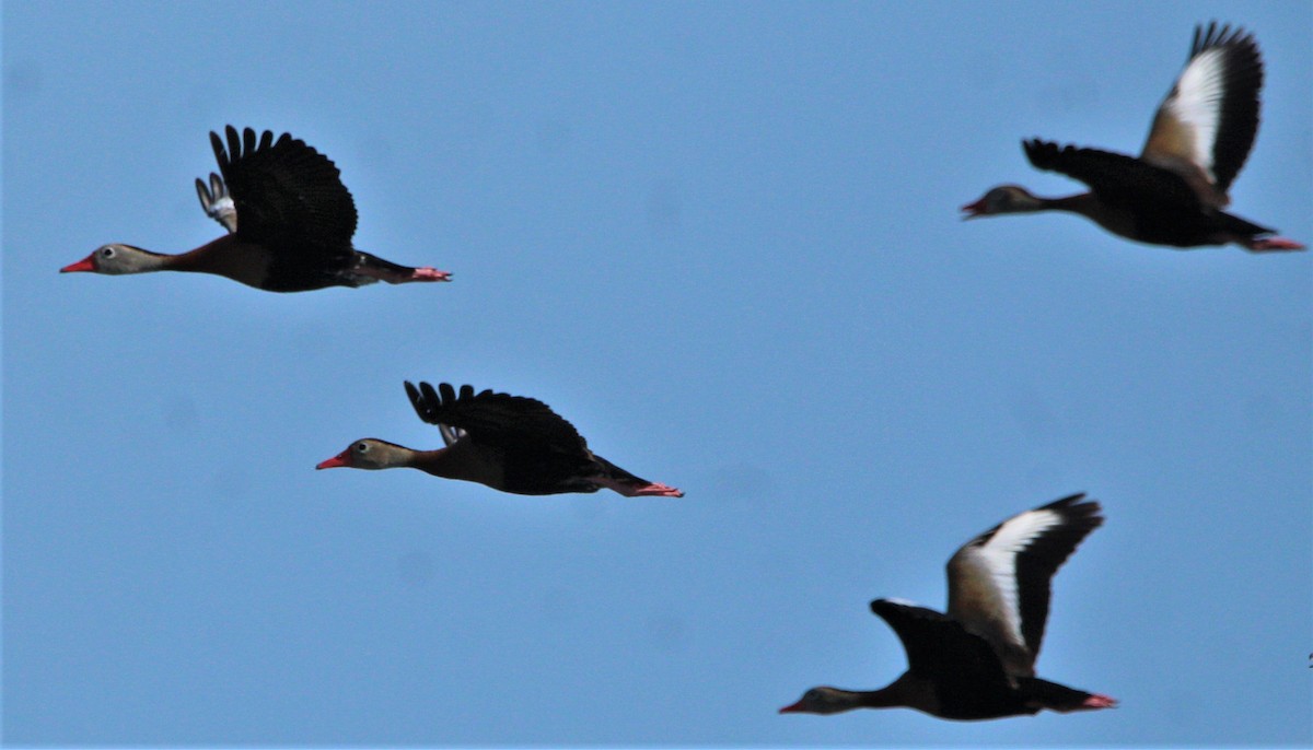 Black-bellied Whistling-Duck - ML356415351