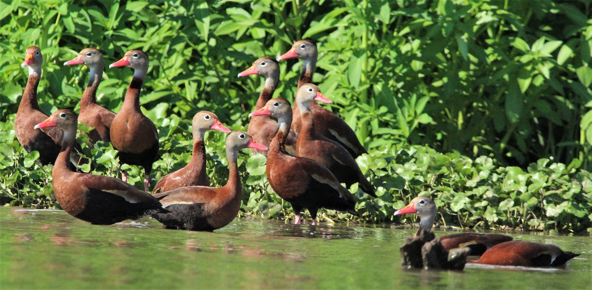 Black-bellied Whistling-Duck - ML356415461