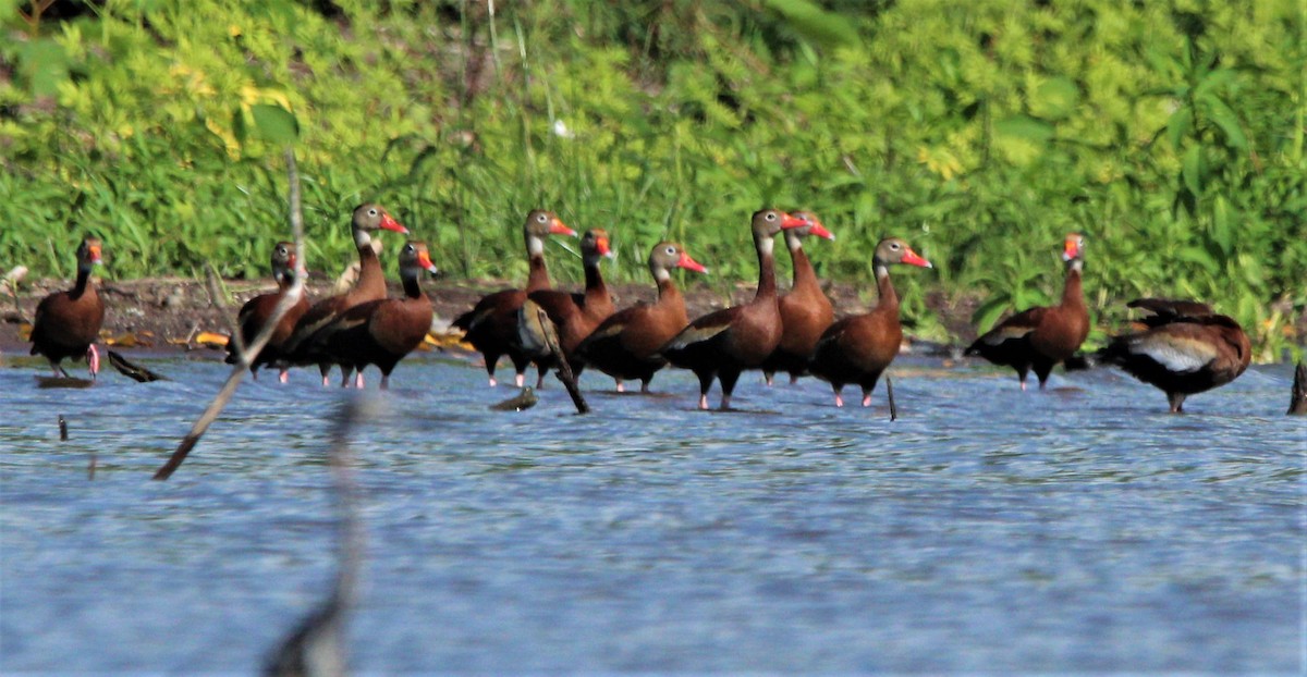 Black-bellied Whistling-Duck - ML356415531