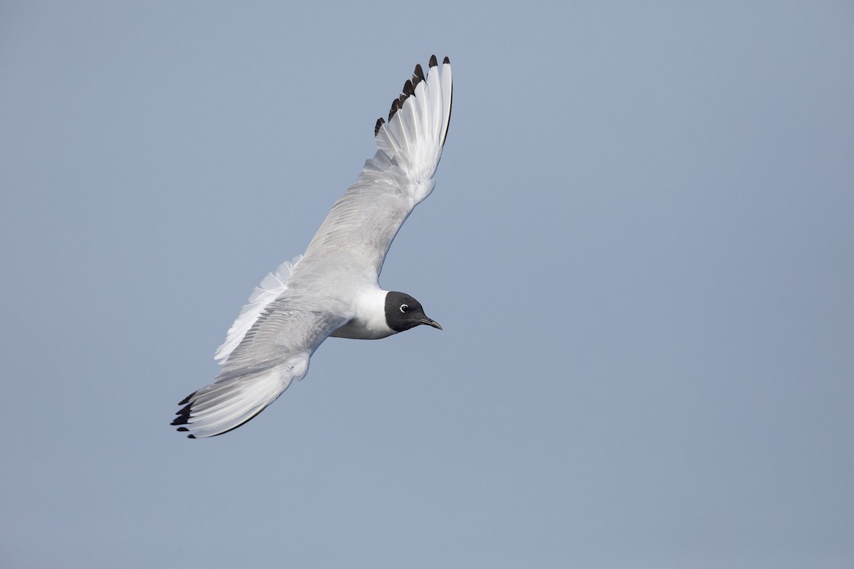 Bonaparte's Gull - ML356416641