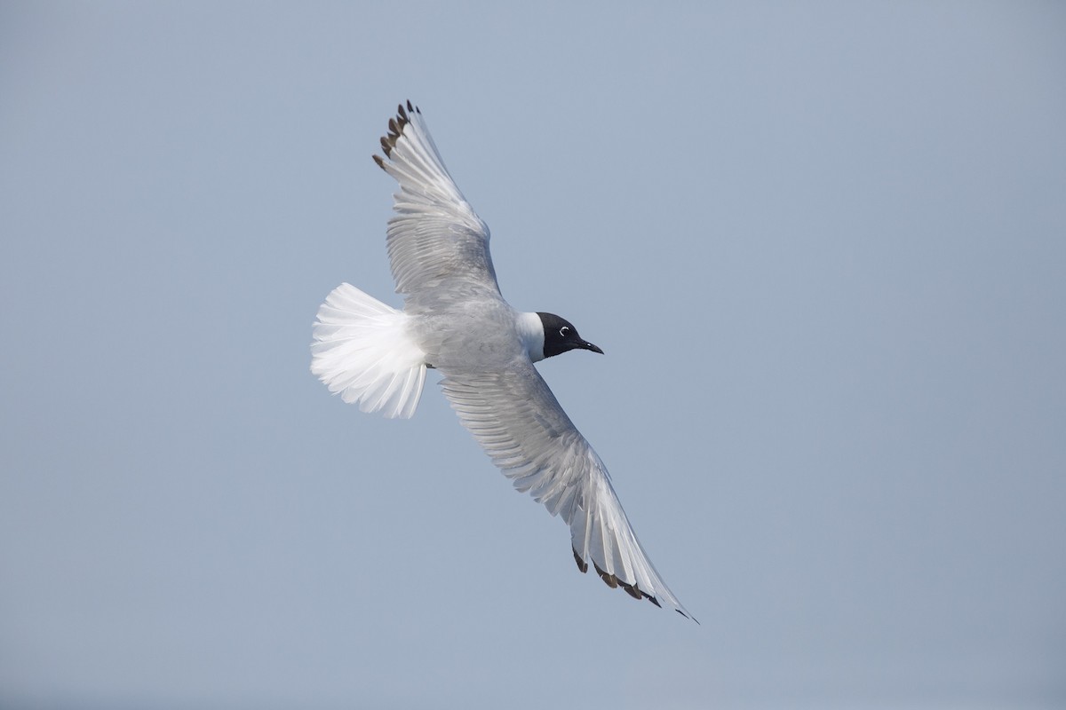 Bonaparte's Gull - ML356416661