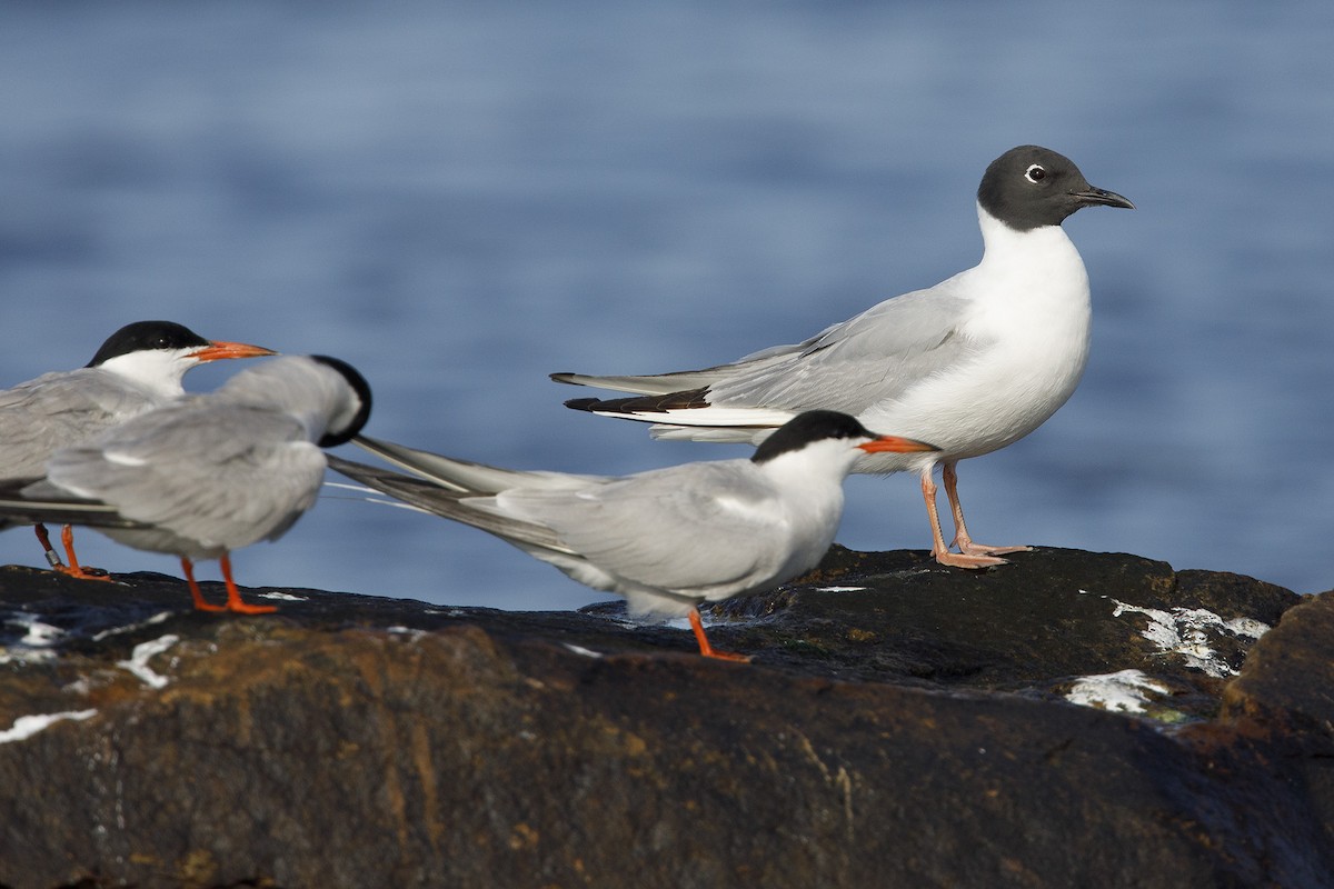 Bonaparte's Gull - ML356416681