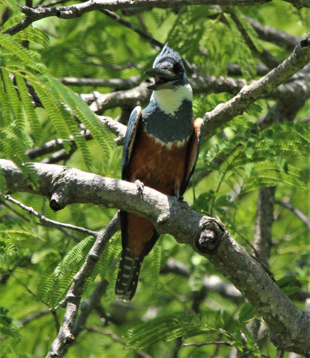 Ringed Kingfisher - ML356417301