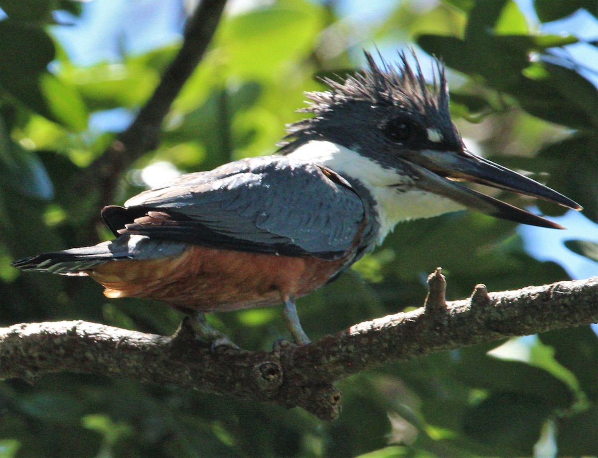 Ringed Kingfisher - ML356417311