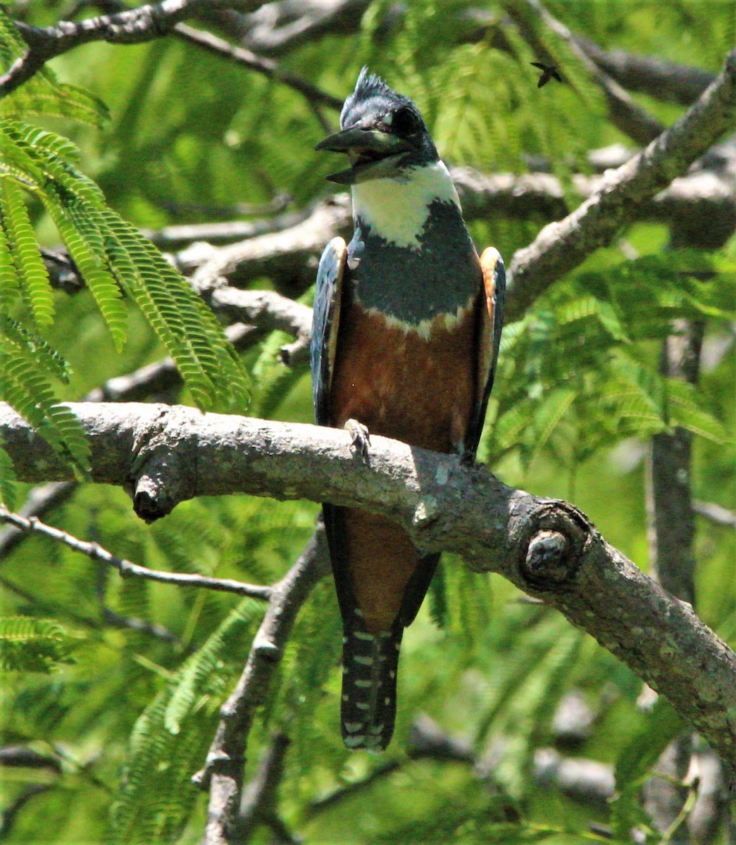 Ringed Kingfisher - ML356417331