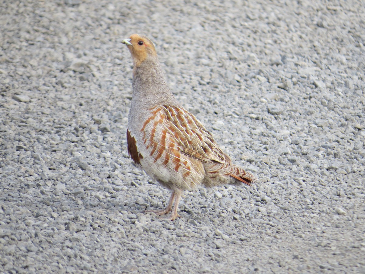 Gray Partridge - John Hanna