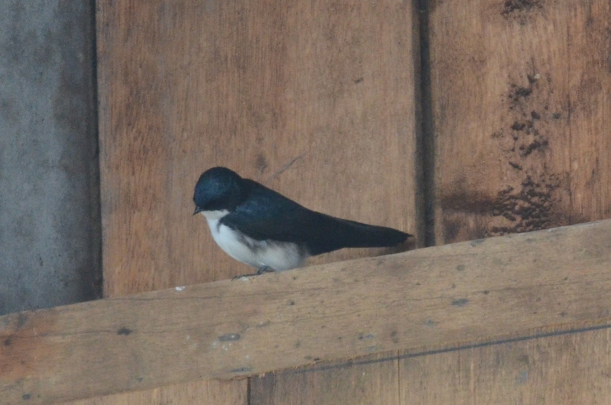 Blue-and-white Swallow (cyanoleuca) - ML35641831