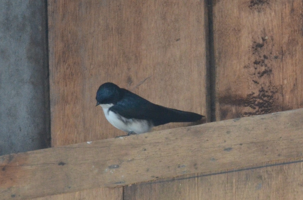 Golondrina Barranquera (cyanoleuca) - ML35641831