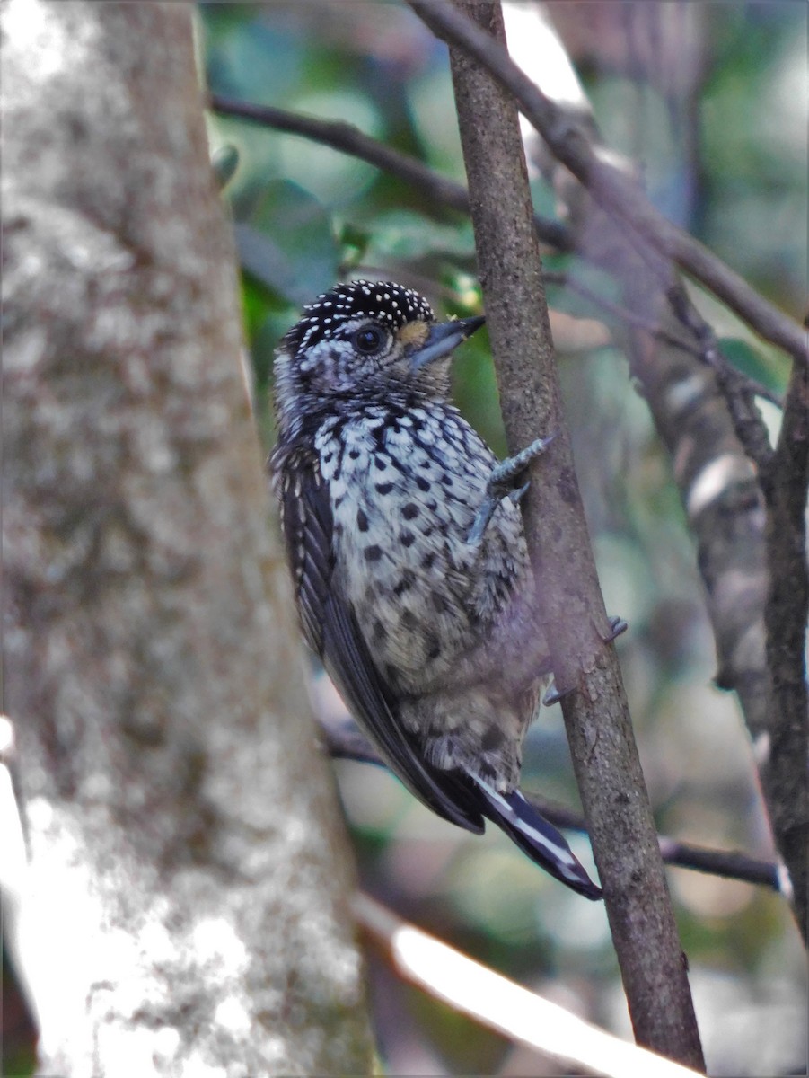 Carpinterito Variable/Boliviano - ML356418321