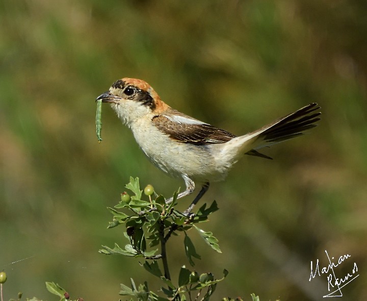 Woodchat Shrike - ML356418621