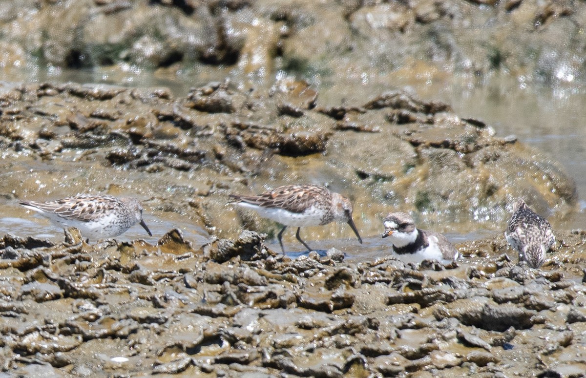 Semipalmated Plover - ML356418751