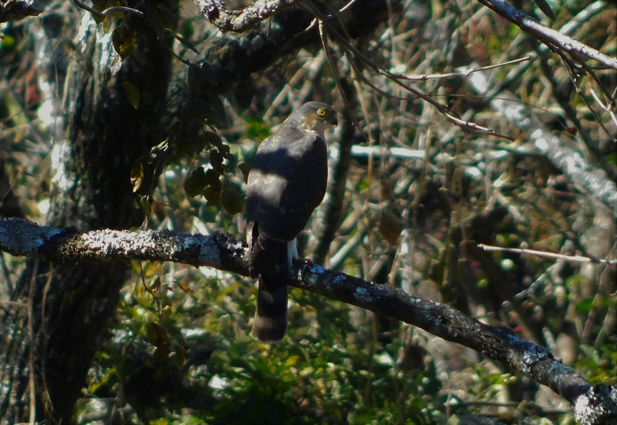 Sharp-shinned Hawk - ML356419621