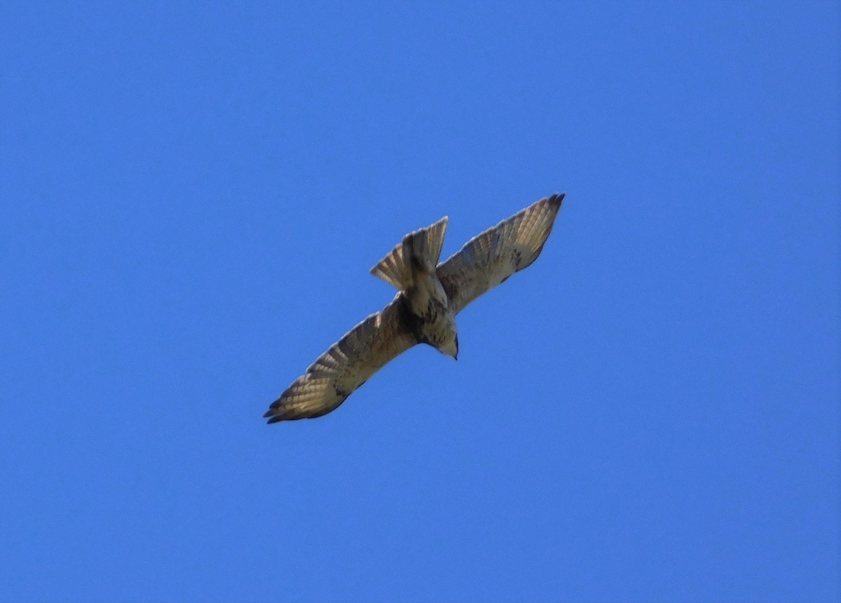 White-throated Hawk - ML356420051