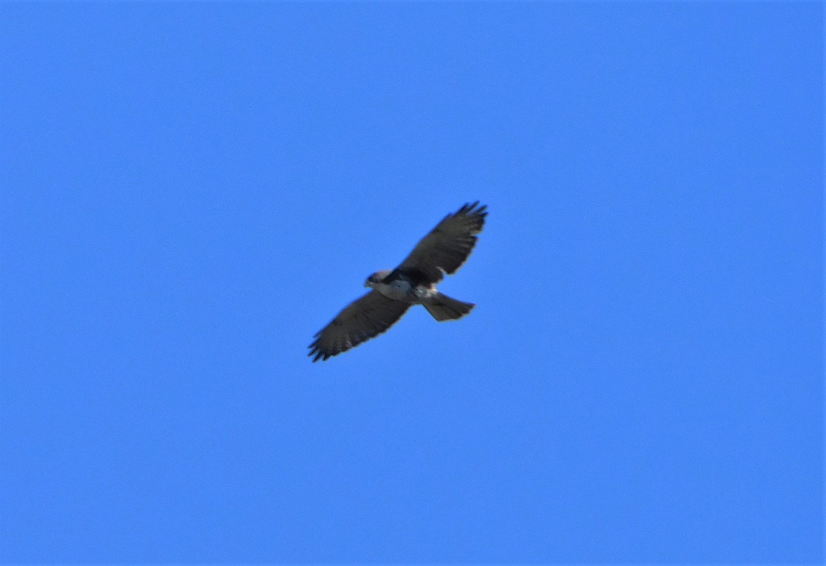 Busardo Gorjiblanco - ML356420081