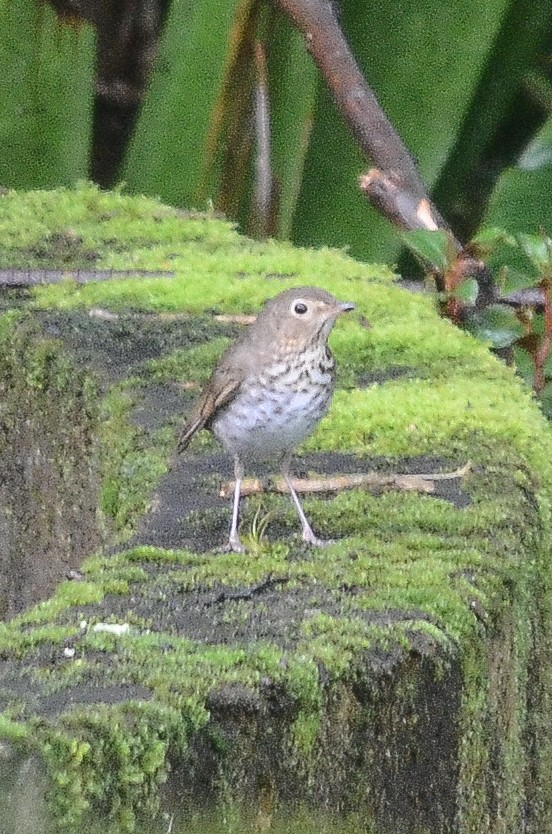 Swainson's Thrush - ML35642021