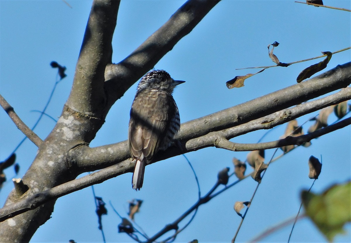 Carpinterito Variable - ML356420281