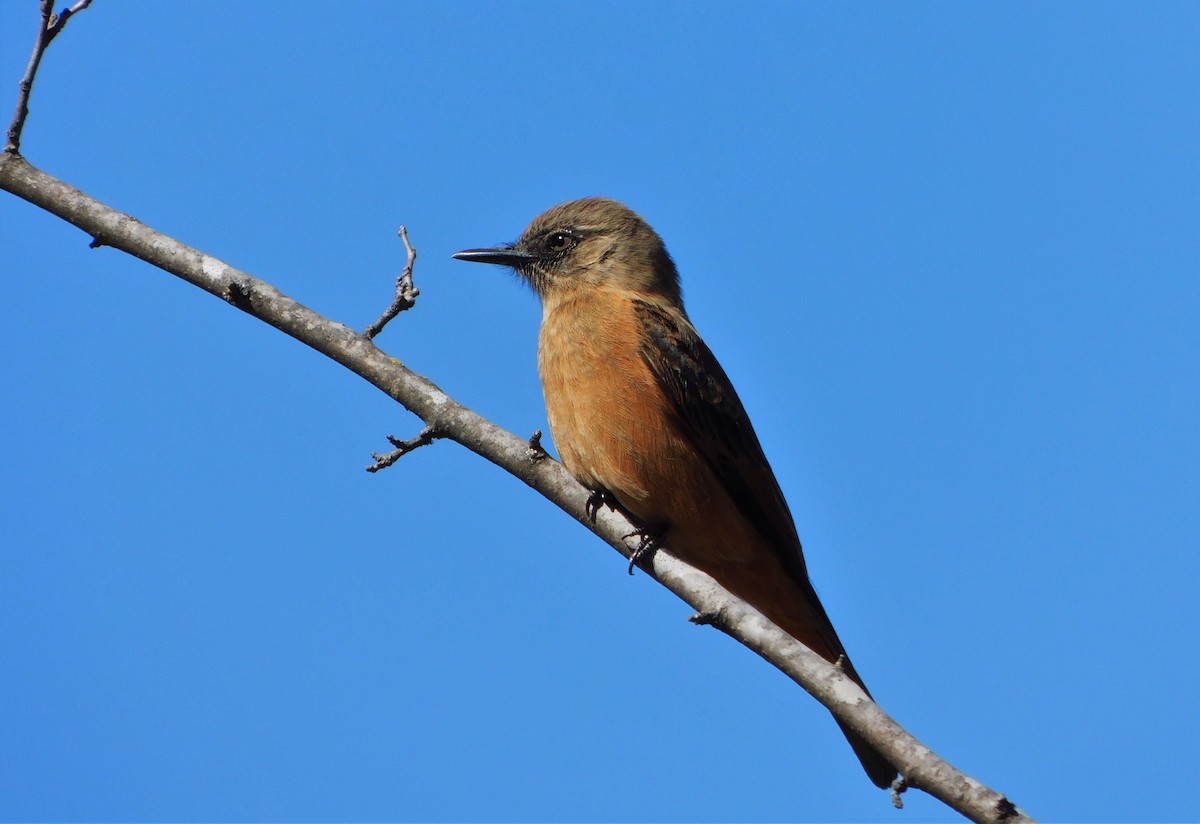 Cliff Flycatcher - ML356420341