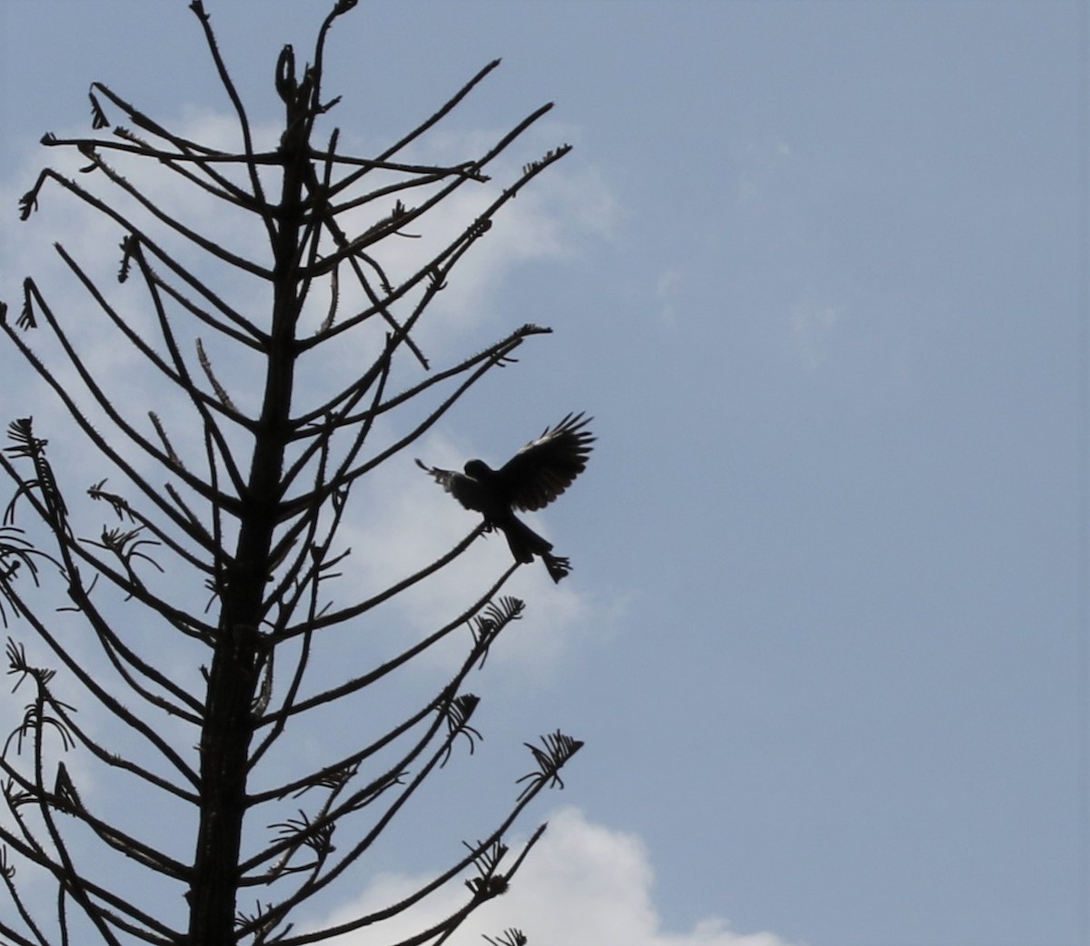 Tamaulipas Crow - ML356420581