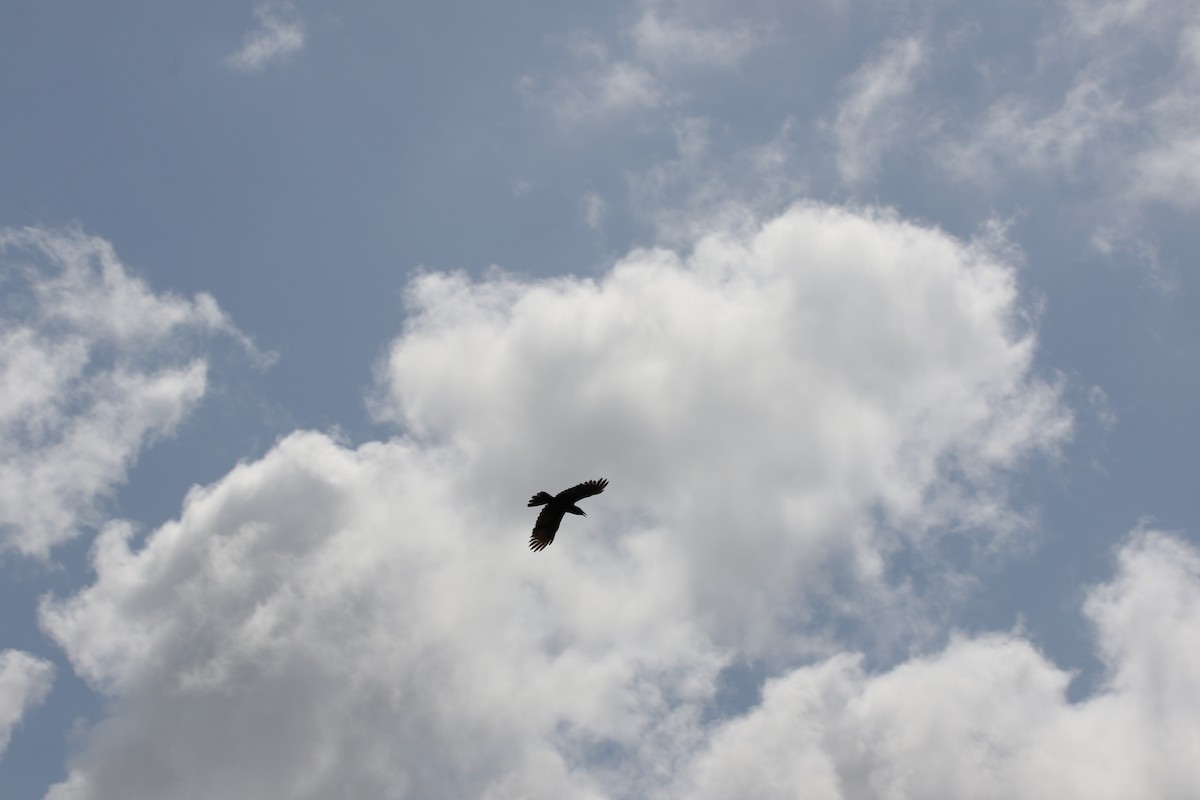 Tamaulipas Crow - ML356420591